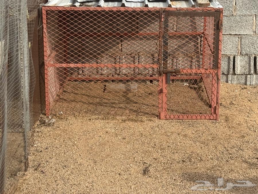 شبوك للبيع64371016382723114