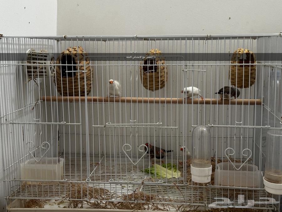 طيور زيبرا (فنجس) جاهزين64369290560002114