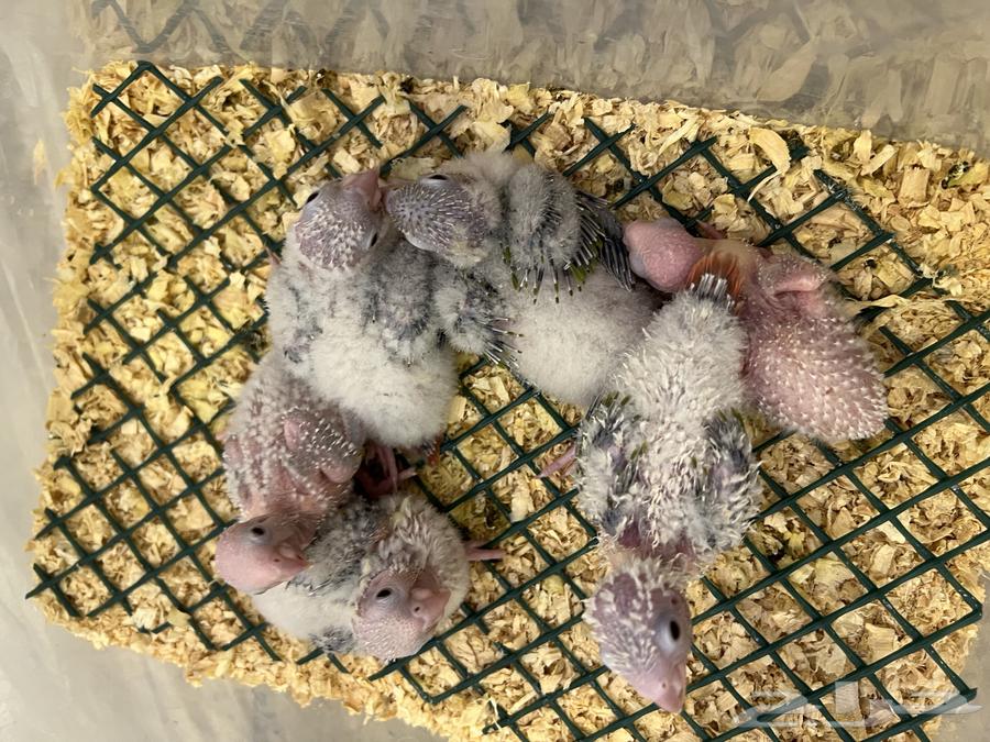 5 فروخ كنيور اناناس غر64364306783106110