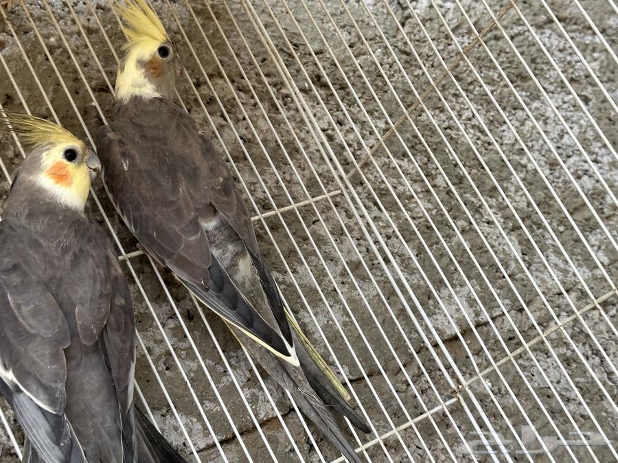 طيور كروان للبيع64368630733186111