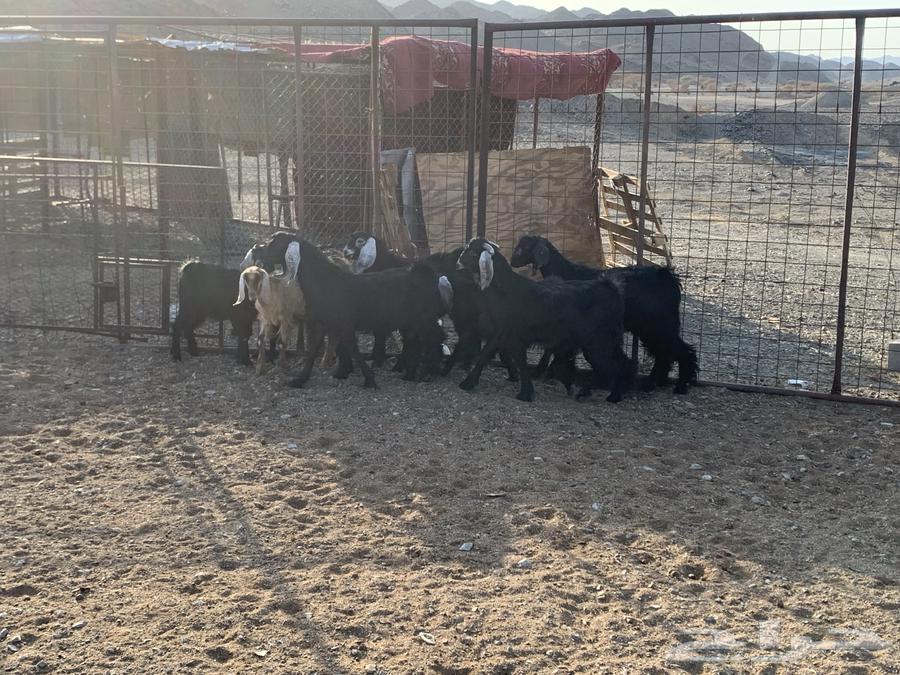 للبيع تيوس العدد964372038051713113