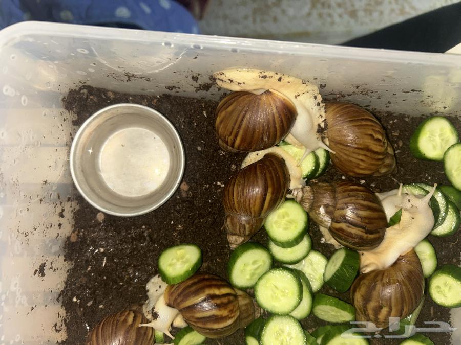 Snail 764365645180034110