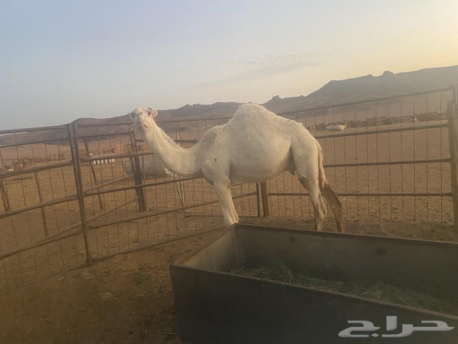 Qa3dan 3ouniyeh64374539672321111