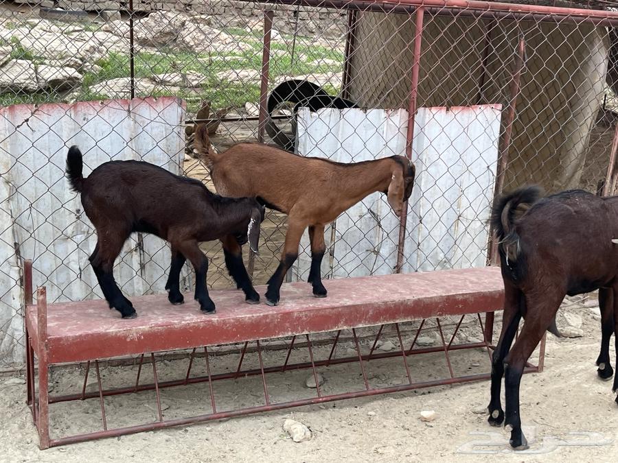 شاه صنف الصنف للبيع.64372097452289113