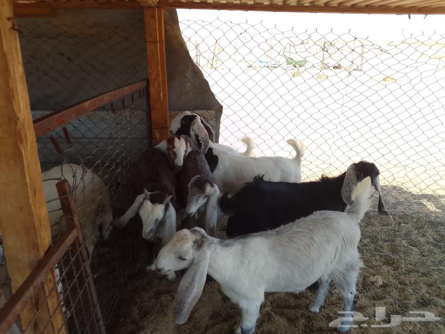 للبيع جفار عنق64368951647490114