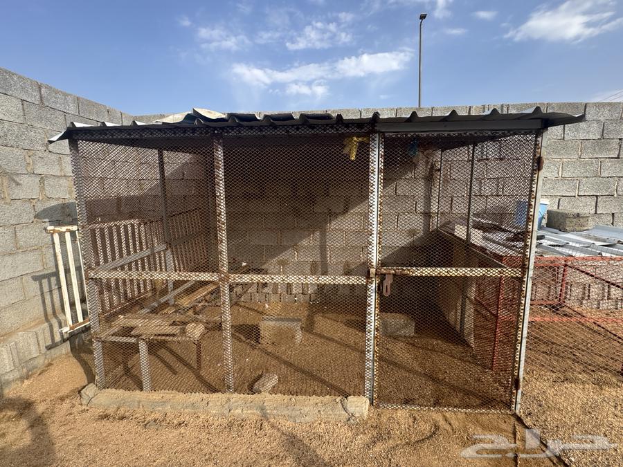 شبوك للبيع64371016382723111