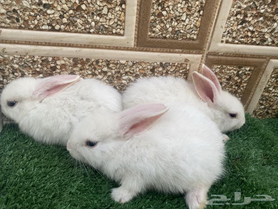 ثلاث ارانب مع الام للبيع ب10064370280008450112