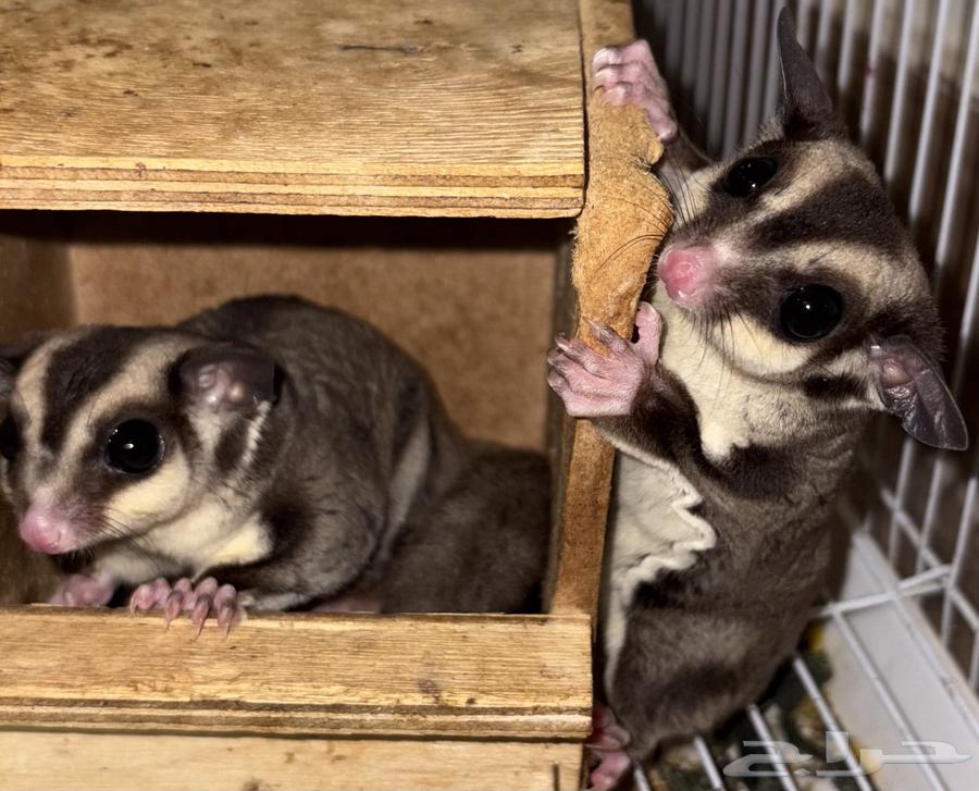 شوقر قلايد  سنجاب طائر64366688260738111