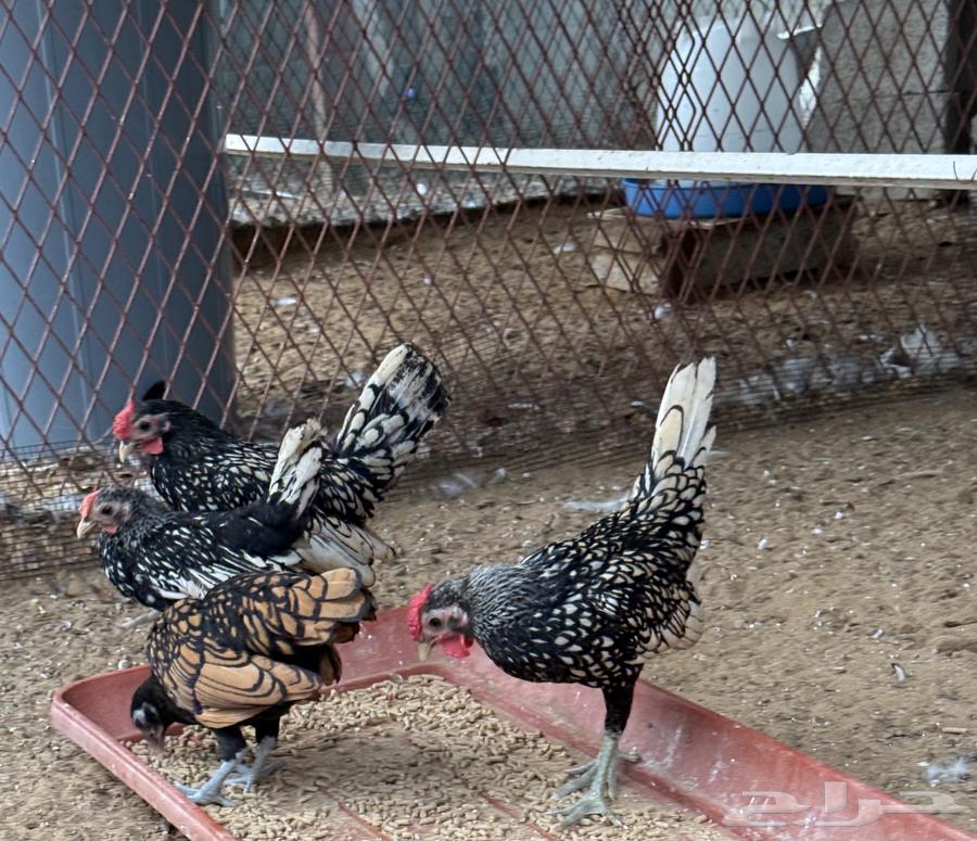 Sprite Chicken64372712061825114