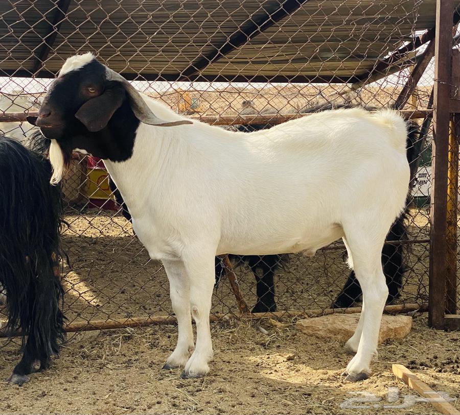 للبيع تيس فحل يقرع شرط64373683720067110