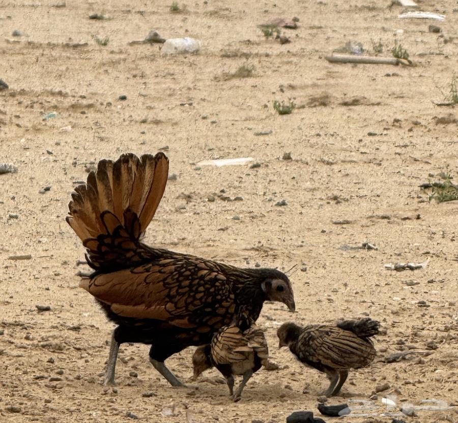 Sprite Chicken64372712061825112