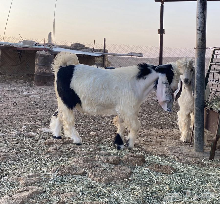 للبيع تيس اربد صنف64372930760579111