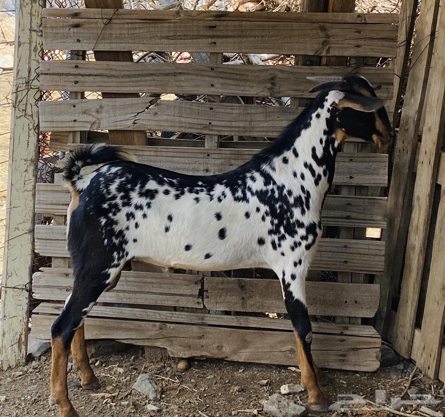 تيس بيشي صنف64369586187522112