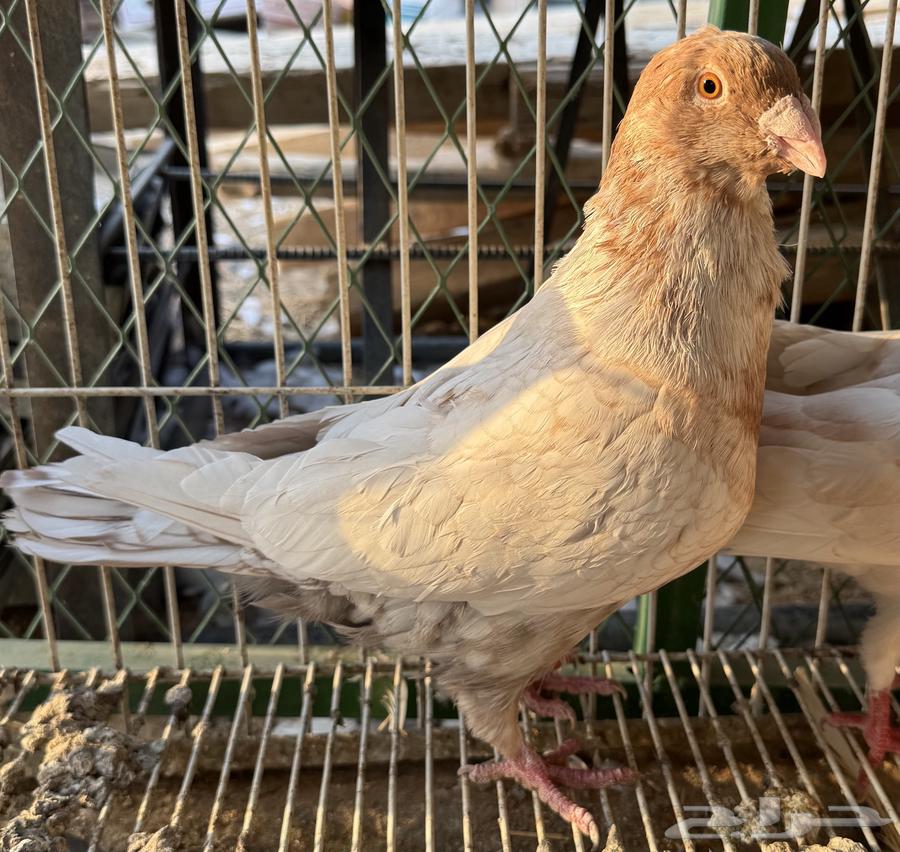 زاجل زينه64373935142529113