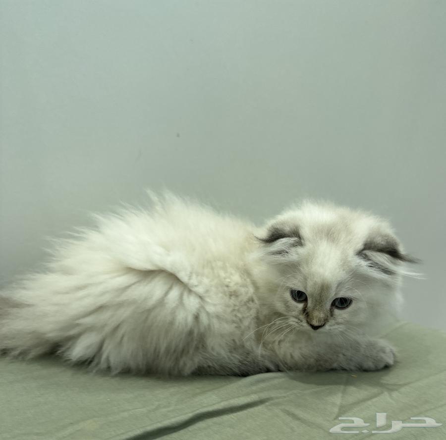 قطة للبيع64376124821633112