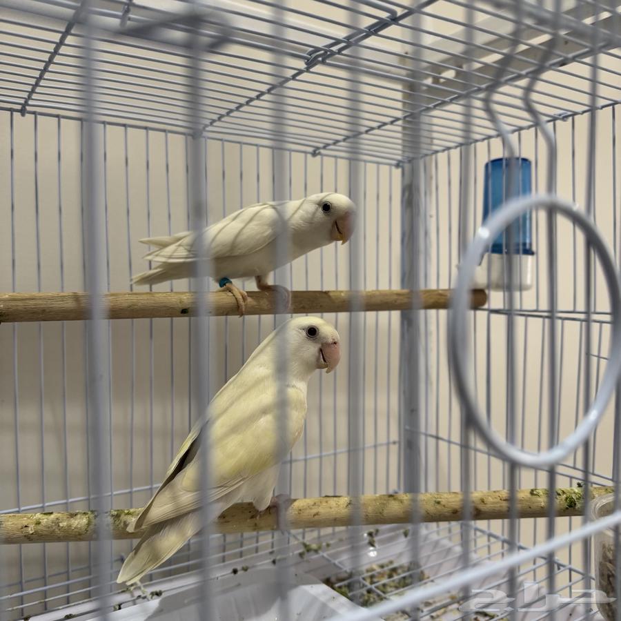 ازواج روز وازواج بادجي64368266750209113