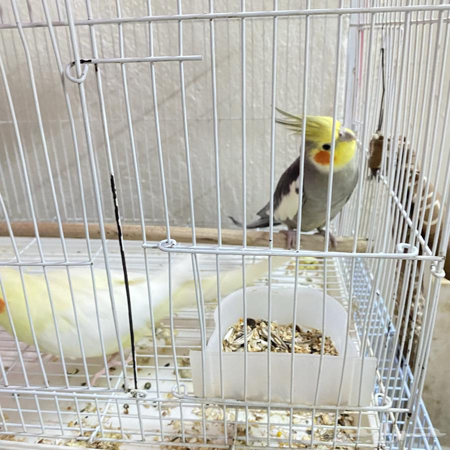 For sale, a pair of crows, product on condition64368747647234112