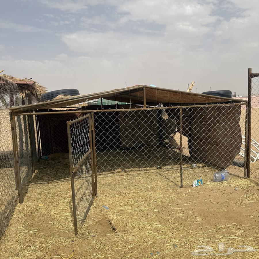 Mesh 4 364372521524483110