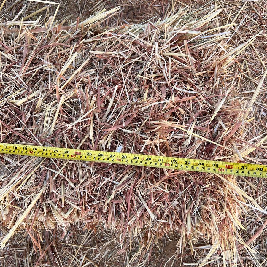 Red Jizani Dates with Leaves64371759472131113