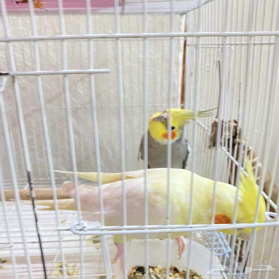 For sale, a pair of crows, product on condition64368747647234110