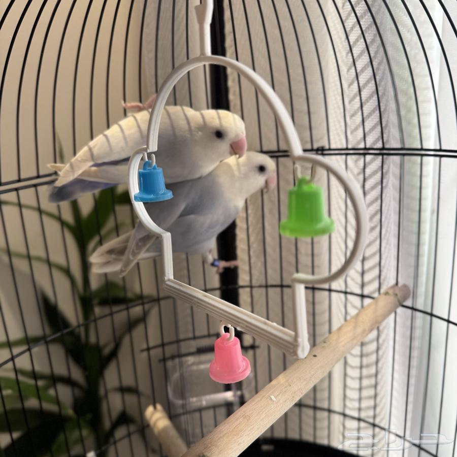 ازواج روز وازواج بادجي64368266750209110