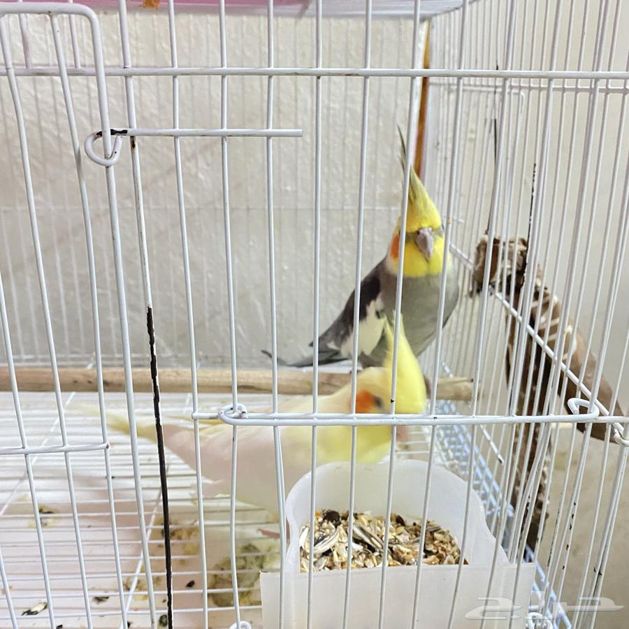 For sale, a pair of crows, product on condition64368747647234114