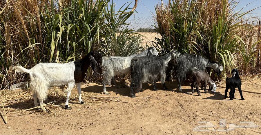 معزا حليب للبيع طيبات64373477615745110