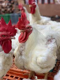 ديوك امهات مجمد64367289240706110