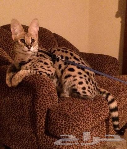 Serval cats, the leopard cat for sale64371569789570112