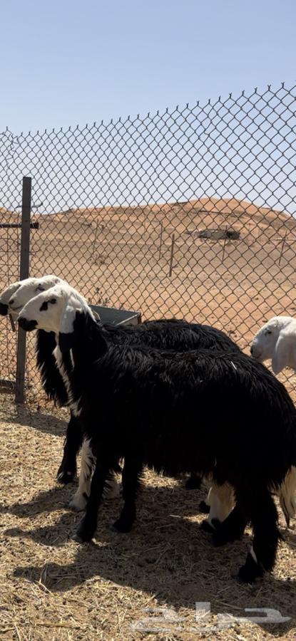 ذبايح طيبه64363026194178111