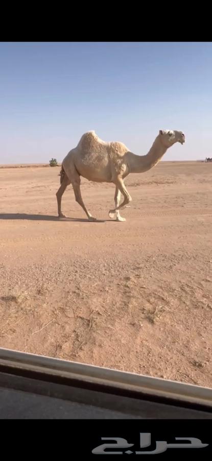 للبيع لقحه وضحى كفووو64374259988355110