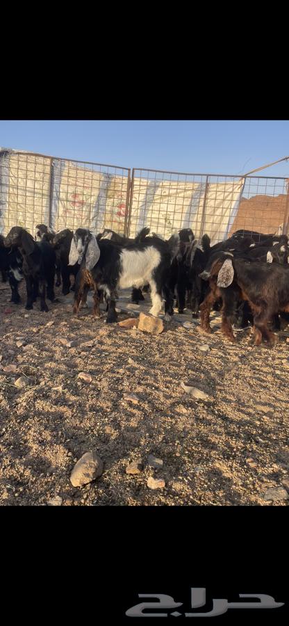 للبيع تيوس طيبه64369068328835112