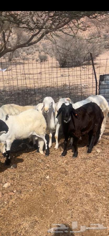 سواكن تربيه فل شحم64369703903234110