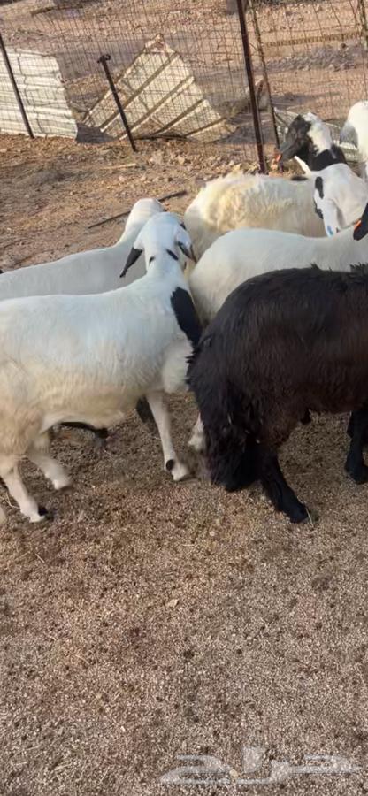 سواكن تربيه فل شحم64369703903234111