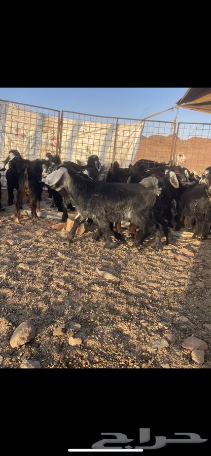 للبيع تيوس طيبه64369068328835110