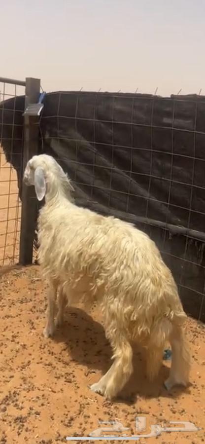 ذبايح طيبه64363026194178113