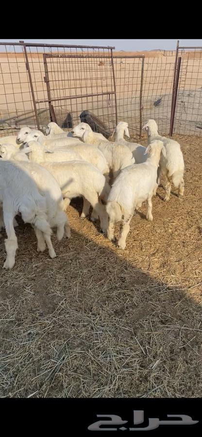 بهم حري64371001657475112