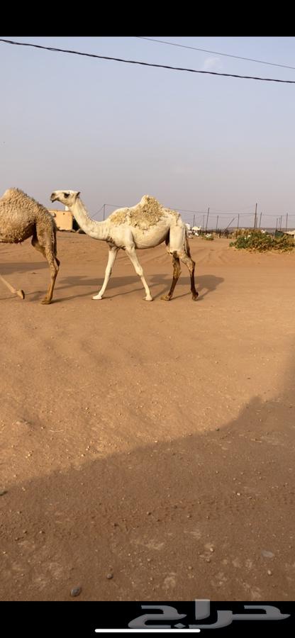 بكره مفروده كفو64367974394243110