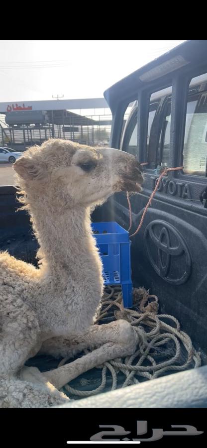 A good camel, her calf died recently, and a breeding camel for whoever wants to breed64375678751234114