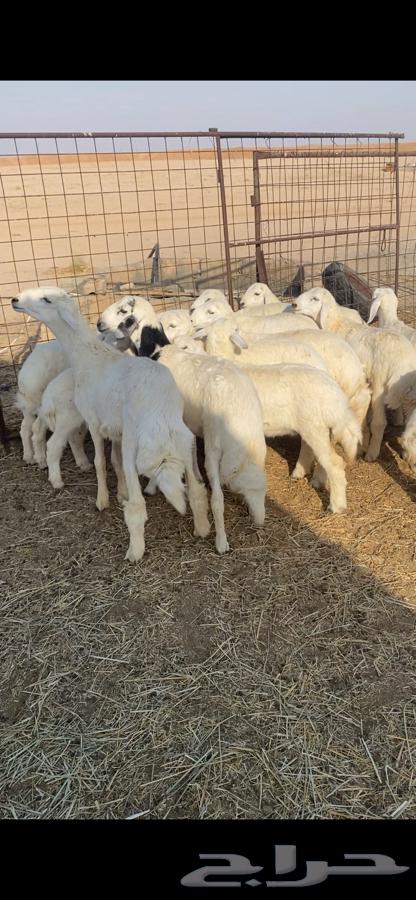 بهم حري64371001657475110