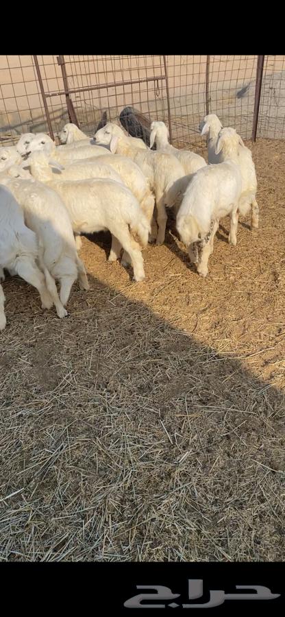 بهم حري64371001657475111