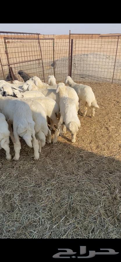 بهم حري64371001657475113