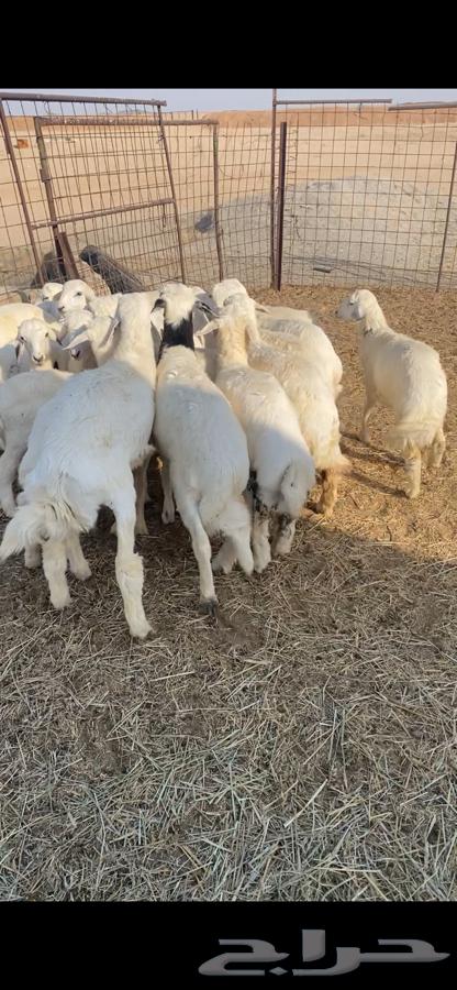 بهم حري64371001657475114