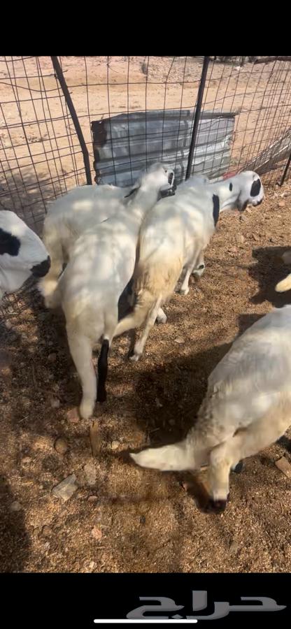 سواكن تربيه فل شحم64369703903234112