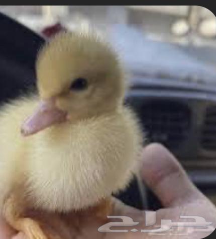 بط للبيع بط بكيني64372871548801110