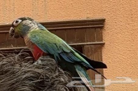 كنيور كريمسون. العمر سنتين64371001609857111