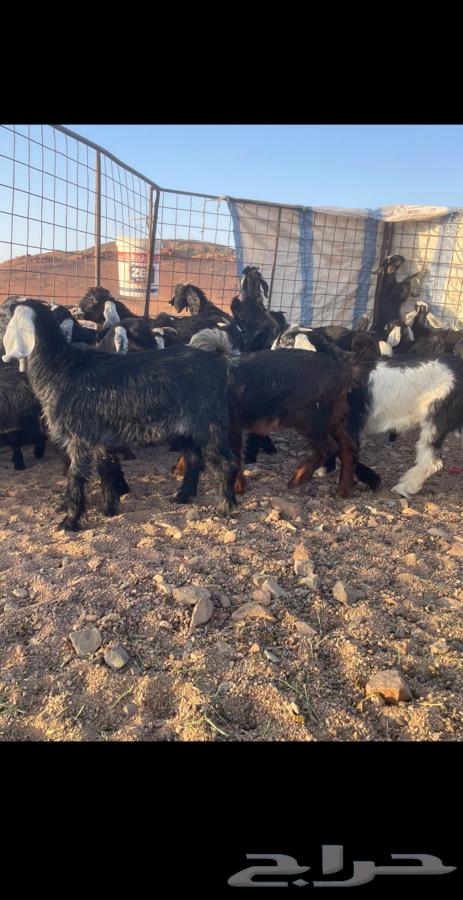 للبيع تيوس طيبه64369068328835111