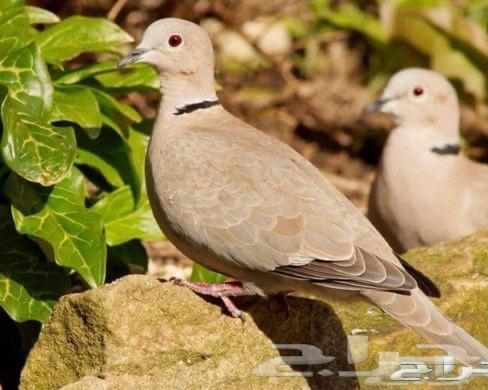 حمام ابو طوق64375557684098110