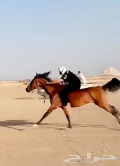 حصان شعبي سبوق64376124756866110