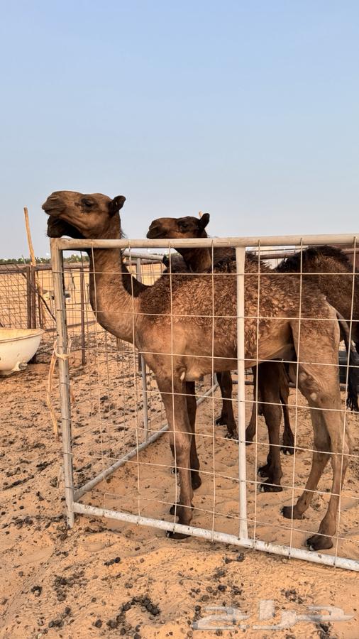 للبيع ناقه صفراء64372668088195113